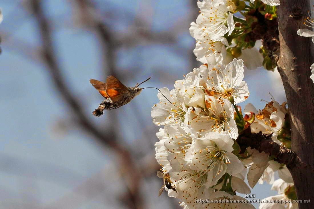Macroglossum stellatarum o esfinge colibri.