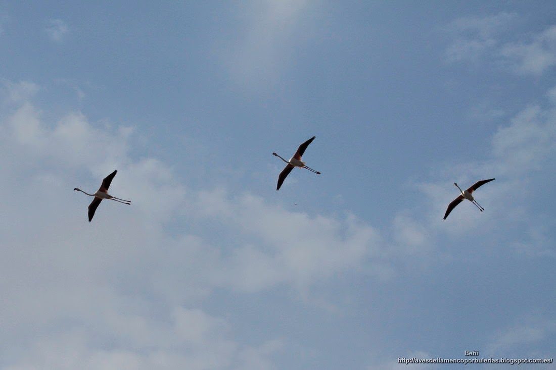 Flamenco rosado, greater flamingo, Phoenicopterus roseus