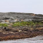foca comun (Phoca vitulina) en islandia