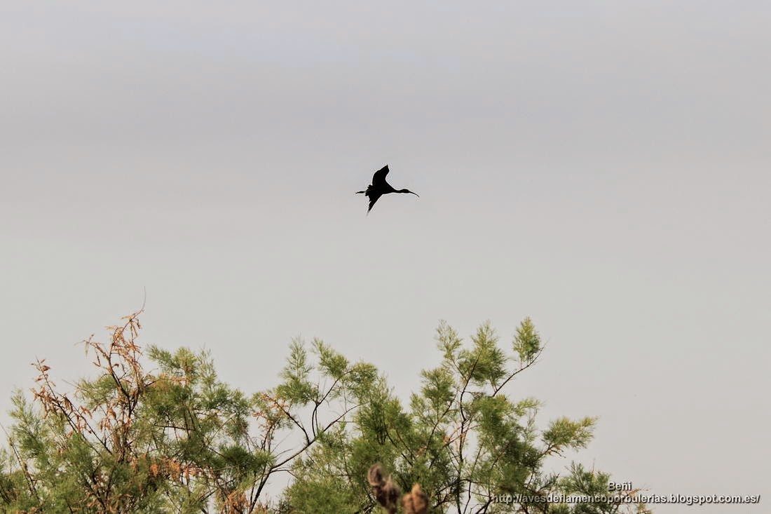 Morito comun, glossy ibis, Plegadis falcinellus