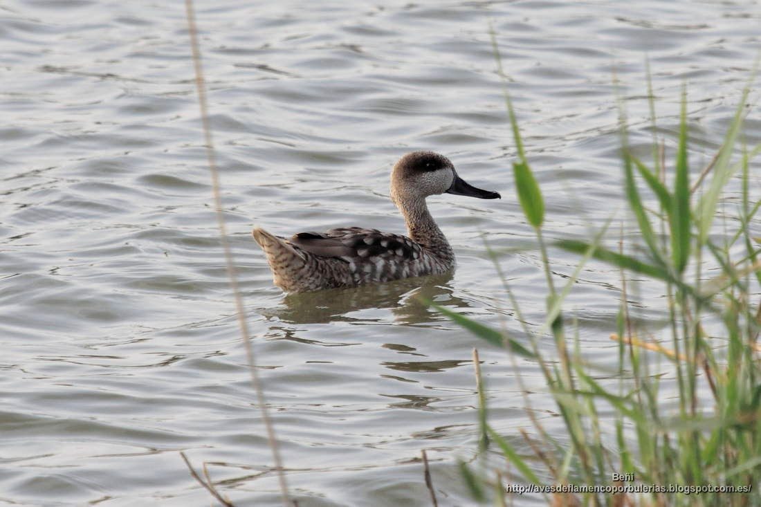 Cerceta pardilla, marbled duck or marbled teal, Marmaronetta angustirostris