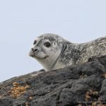 foca comun (Phoca vitulina) en islandia
