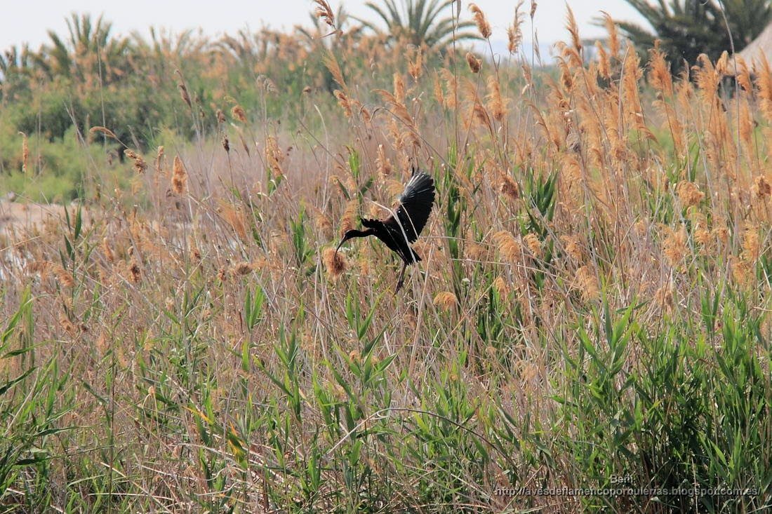 Morito comun, glossy ibis, Plegadis falcinellus