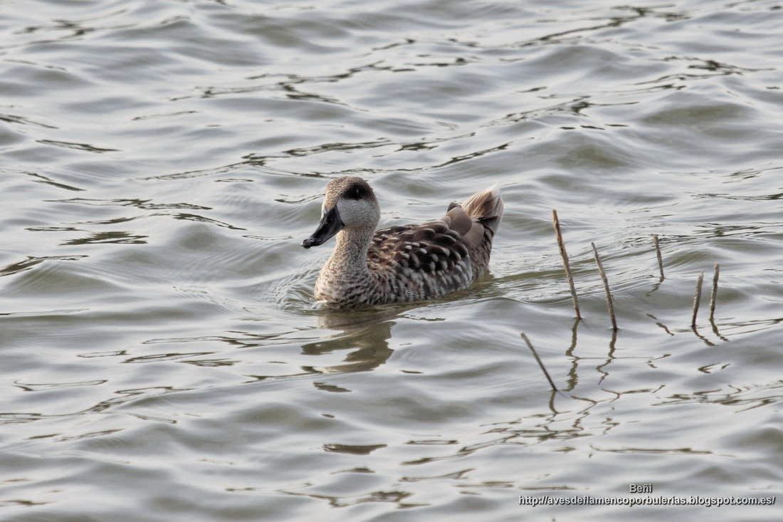 Cerceta pardilla, marbled duck or marbled teal, Marmaronetta angustirostris