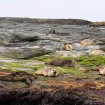 foca comun (Phoca vitulina) en islandia
