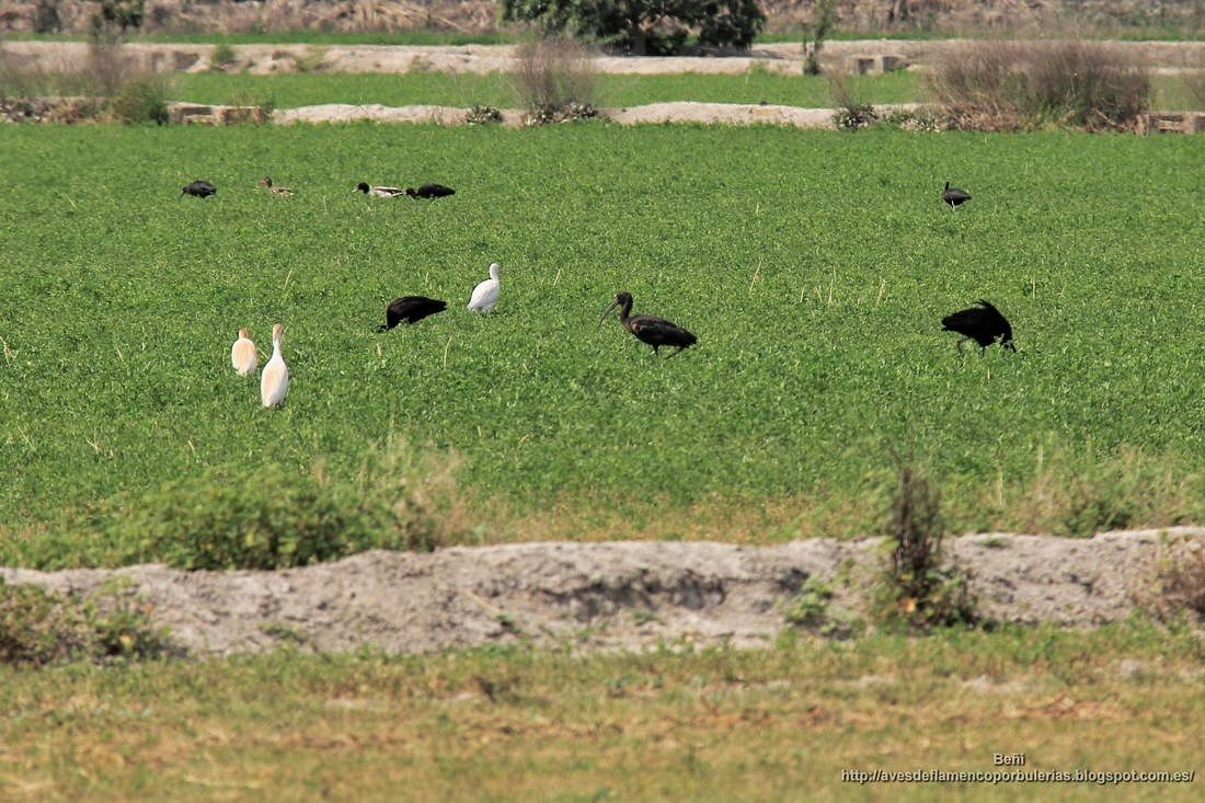 Morito comun, glossy ibis, Plegadis falcinellus