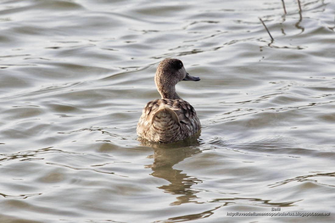 Cerceta pardilla, marbled duck or marbled teal, Marmaronetta angustirostris