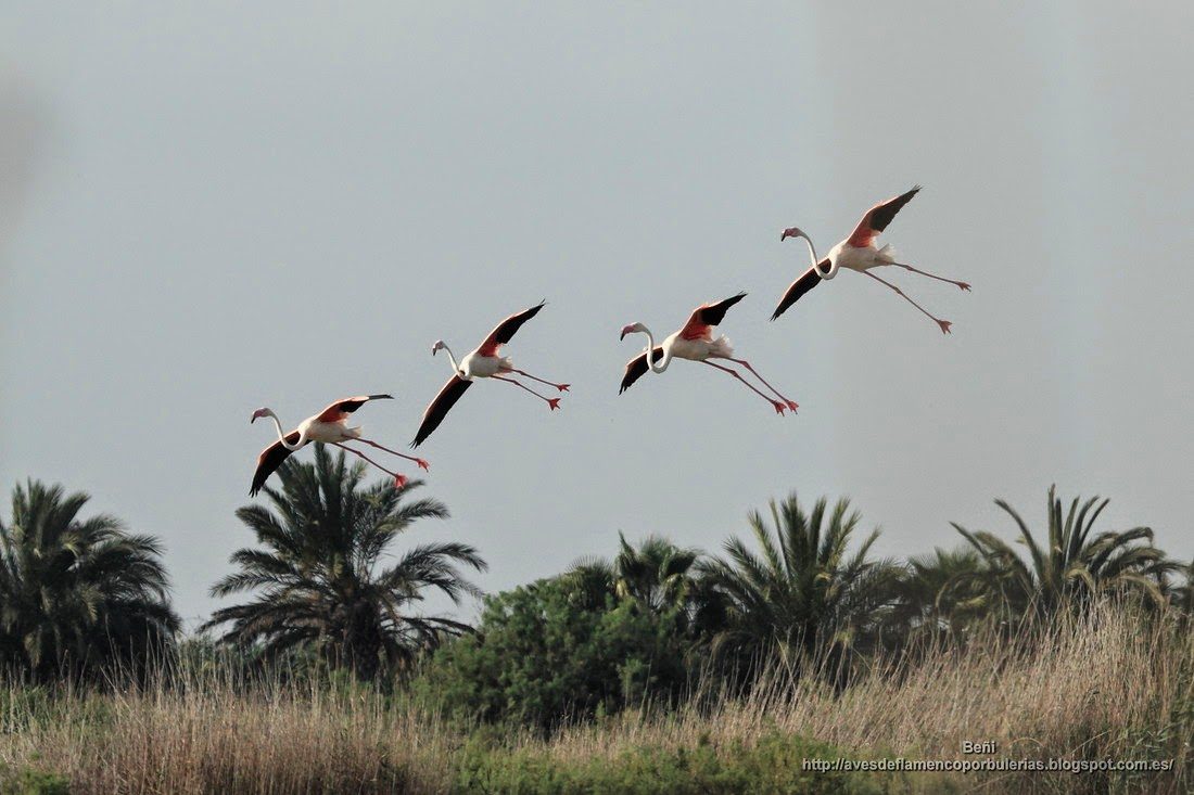 Flamenco rosado, greater flamingo, Phoenicopterus roseus