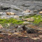 foca comun (Phoca vitulina) en islandia