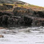 foca comun (Phoca vitulina) en islandia