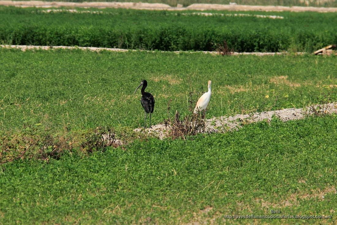 Morito comun, glossy ibis, Plegadis falcinellus