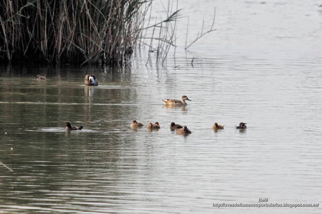 Cerceta pardilla, marbled duck or marbled teal, Marmaronetta angustirostris