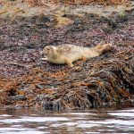 foca comun (Phoca vitulina) en islandia