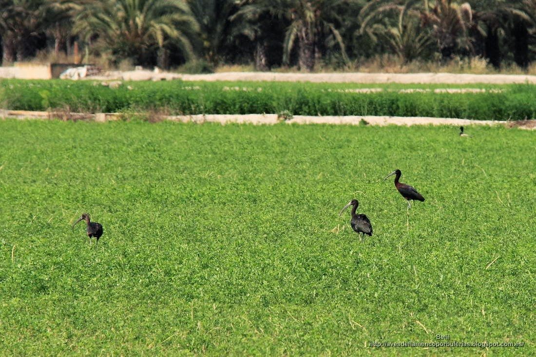 Morito comun, glossy ibis, Plegadis falcinellus