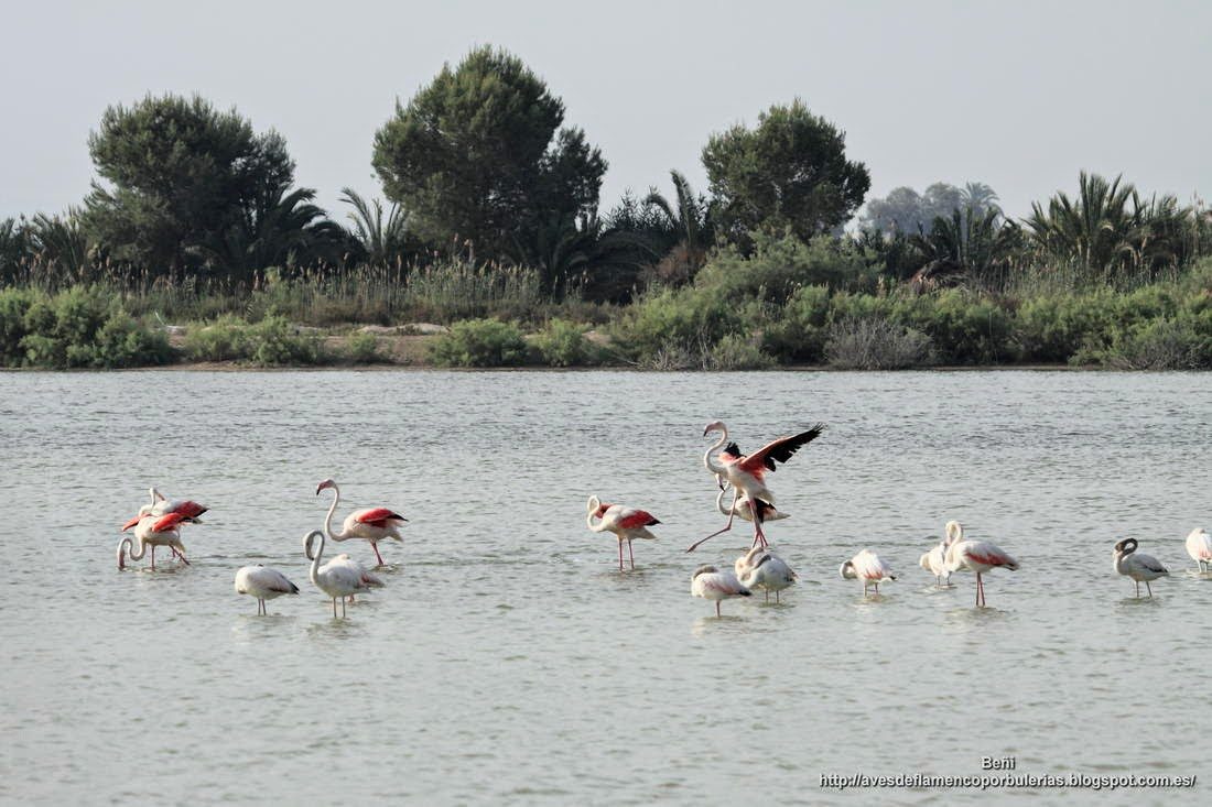 Flamenco rosado, greater flamingo, Phoenicopterus roseus