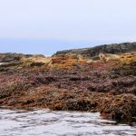foca comun (Phoca vitulina) en islandia