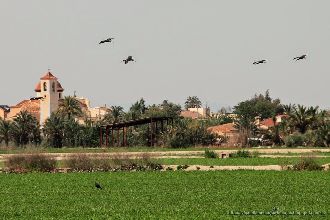 Morito comun, glossy ibis, Plegadis falcinellus