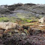 foca comun (Phoca vitulina) en islandia