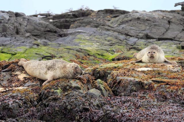 La foca comun (Phoca vitulina) en islandia
