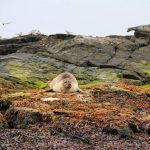 foca comun (Phoca vitulina) en islandia