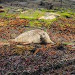 foca comun (Phoca vitulina) en islandia