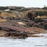 foca comun (Phoca vitulina) en islandia