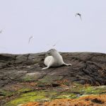 foca comun (Phoca vitulina) en islandia