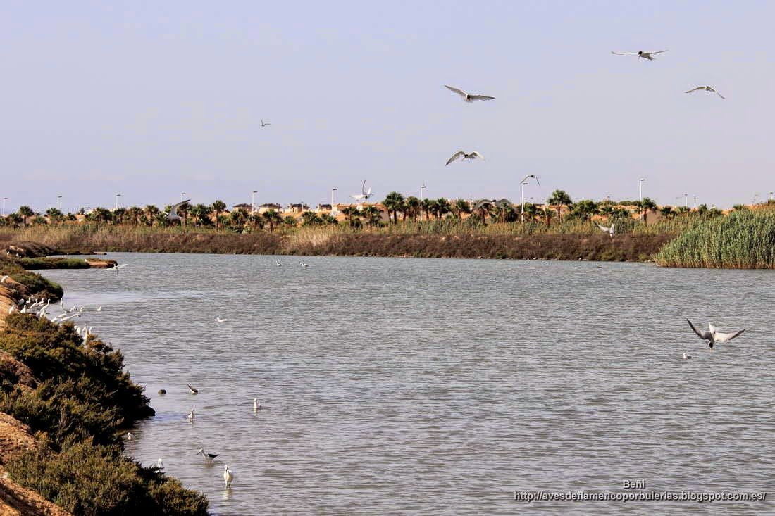 Salinas de San Pedro del Pinatar