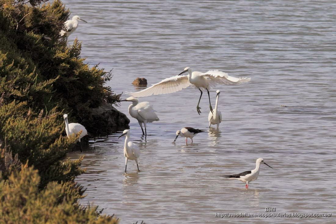  Garza comun (Egretta garzetta)