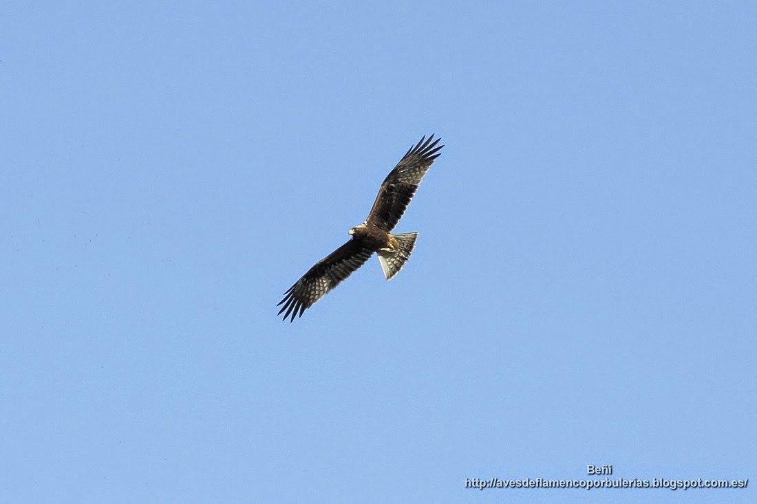 Aguila calzada
