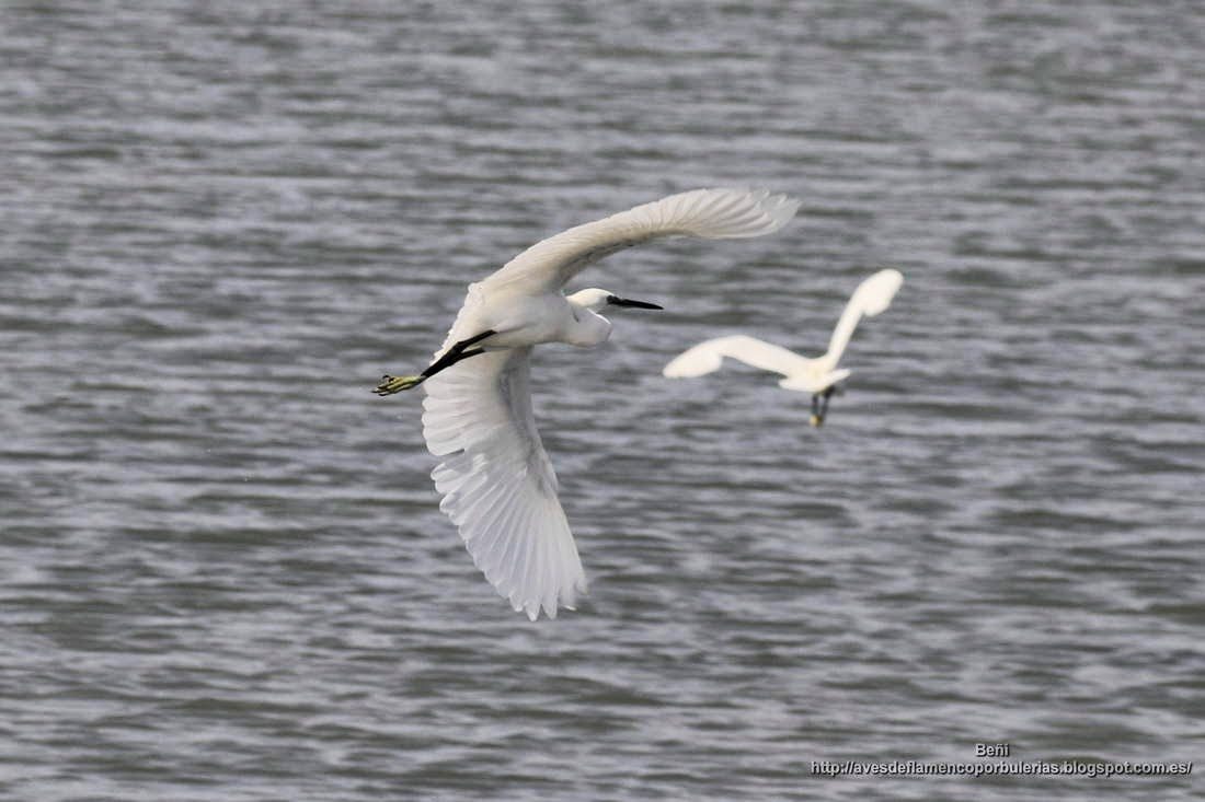  Garza comun (Egretta garzetta)
