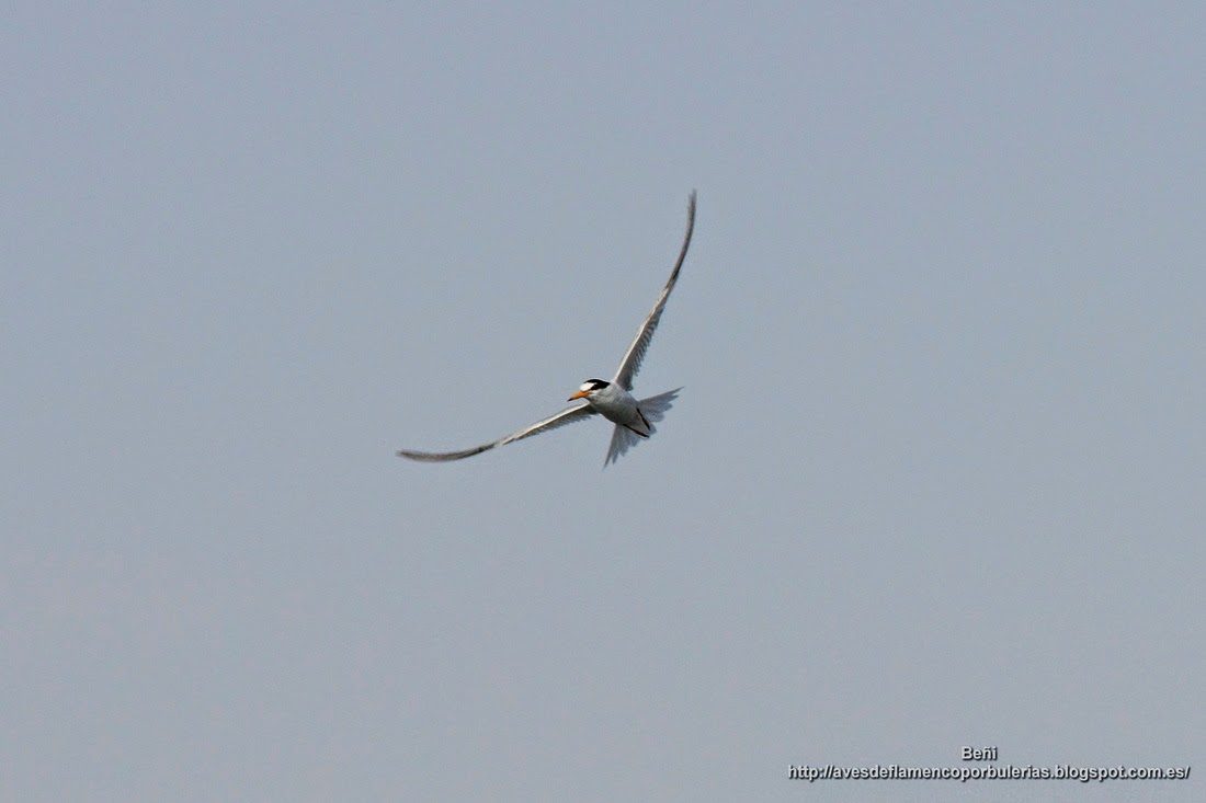 charrancito comun (Sternula albifronts).