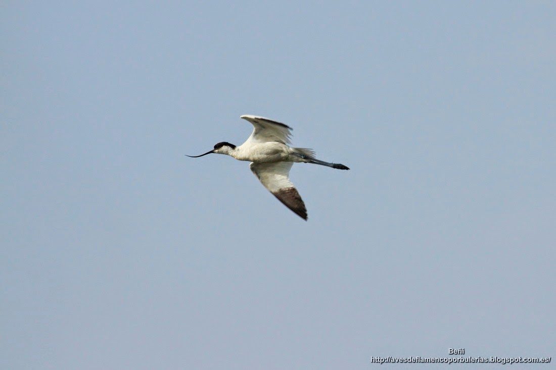 Avoceta comun