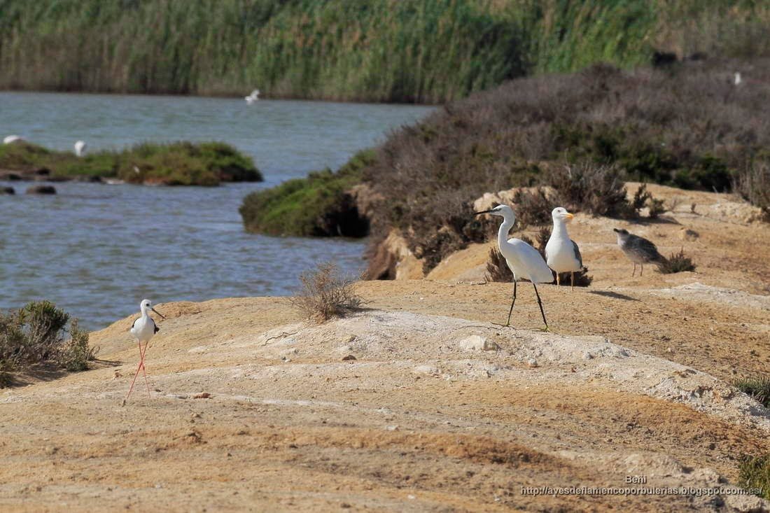 Cigueuuela comun, garza comun y gaviota patiamarilla