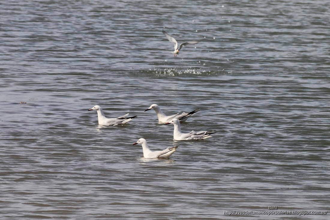 gaviota picofina (Larus genei)