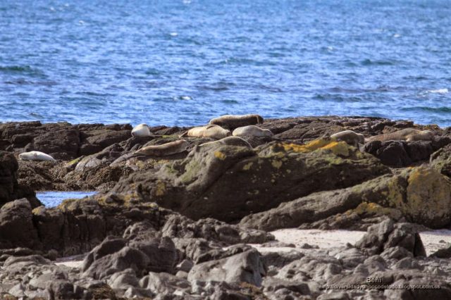 focas en la Península de Vatnsnes, islandia.