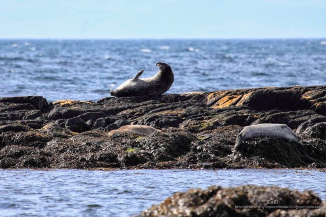 focas en la Península de Vatnsnes, islandia.