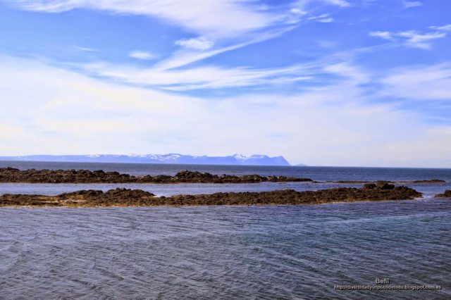 focas en la Península de Vatnsnes, islandia.