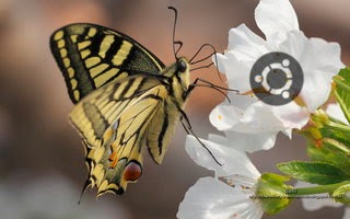 https://www.diversidadyunpocodetodo.com/fondos-pantalla-wallpapers-ubuntu-naturaleza-insectos-flores/