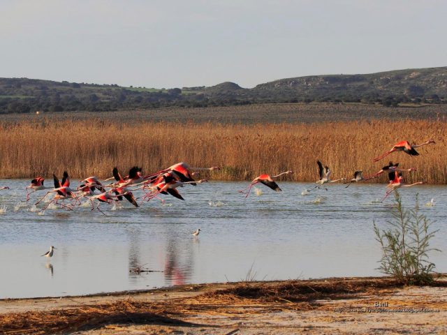 fondo de pantalla del ave Flamencos rosadoalzando el vuelo