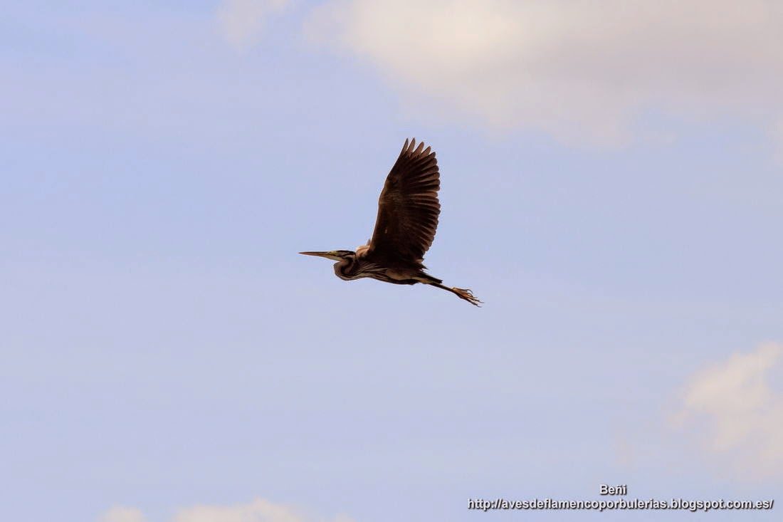 Garza imperial, purple heron, Ardea purpurea