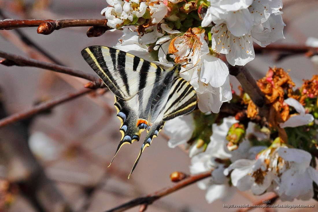 mariposa Iphiclides podalirius