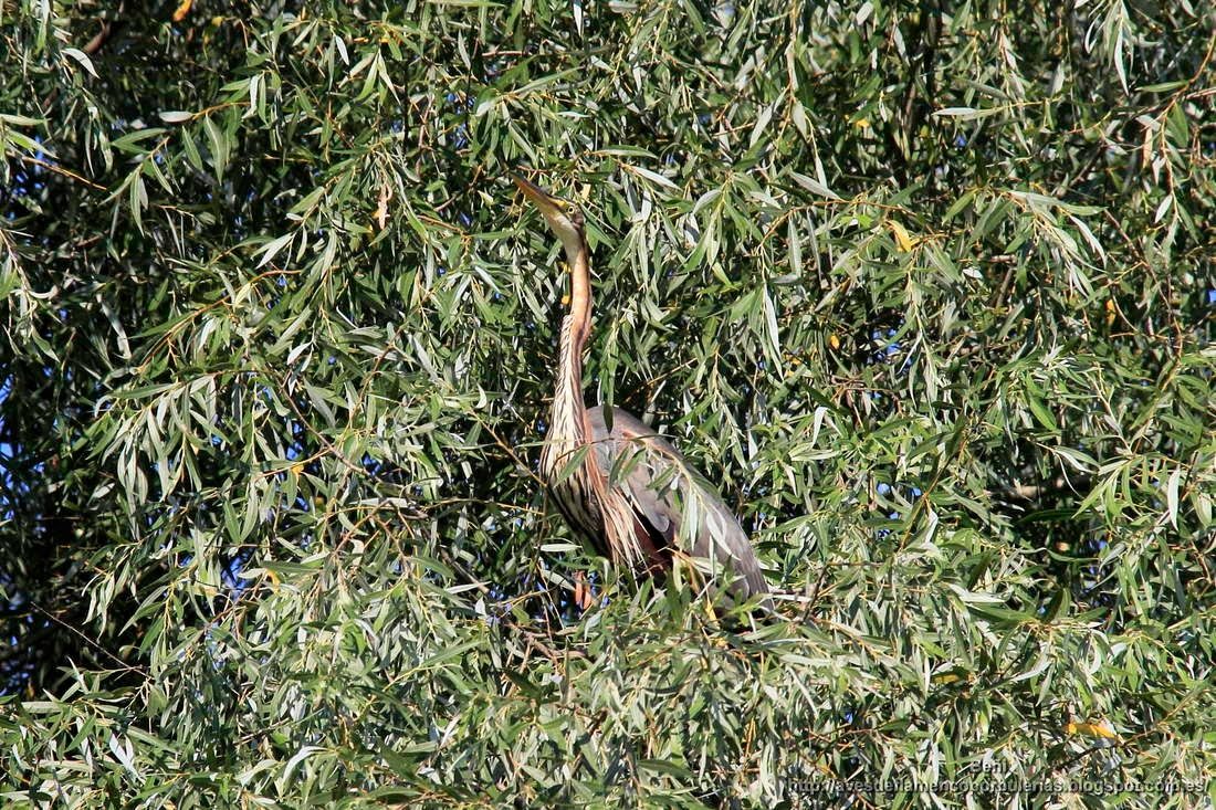 Garza imperial, purple heron, Ardea purpurea