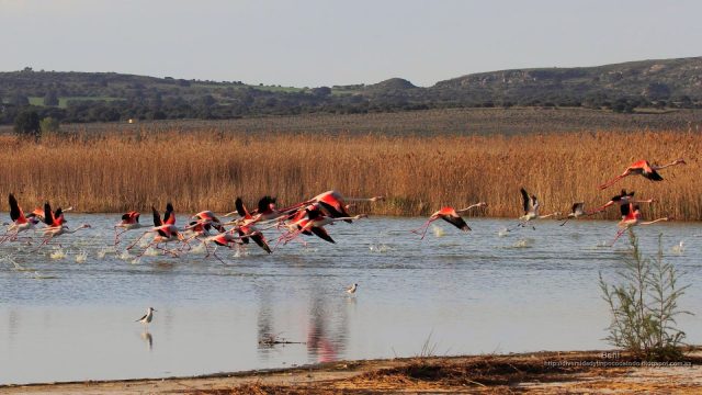 fondo de pantalla del ave flamenco rosado