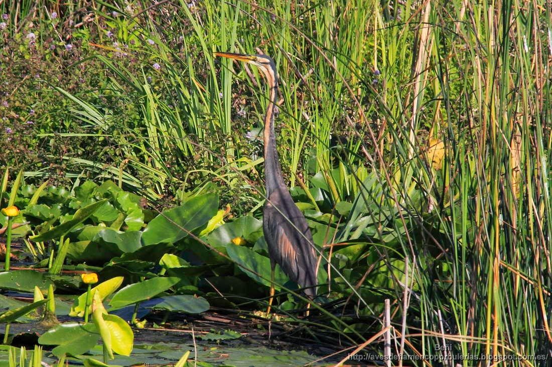 Garza imperial, purple heron, Ardea purpurea