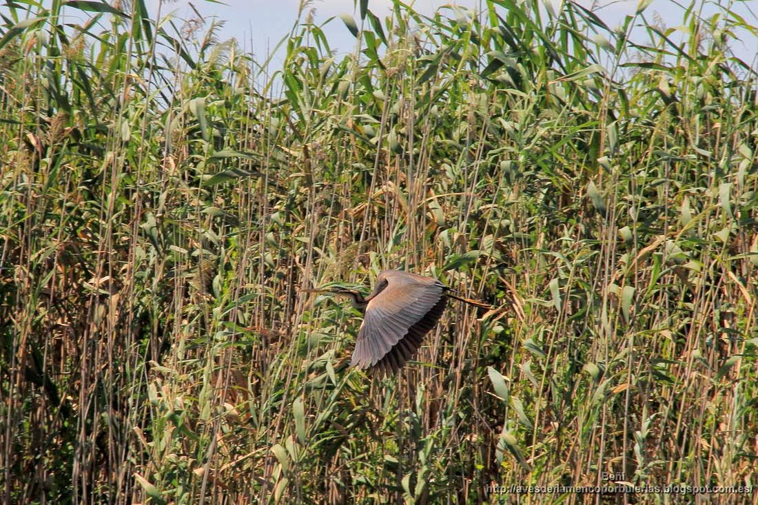 Garza imperial, purple heron, Ardea purpurea