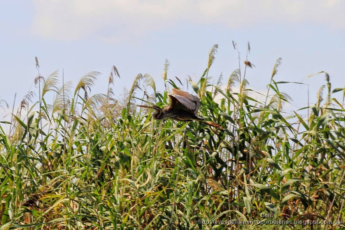 Garza imperial, purple heron, Ardea purpurea