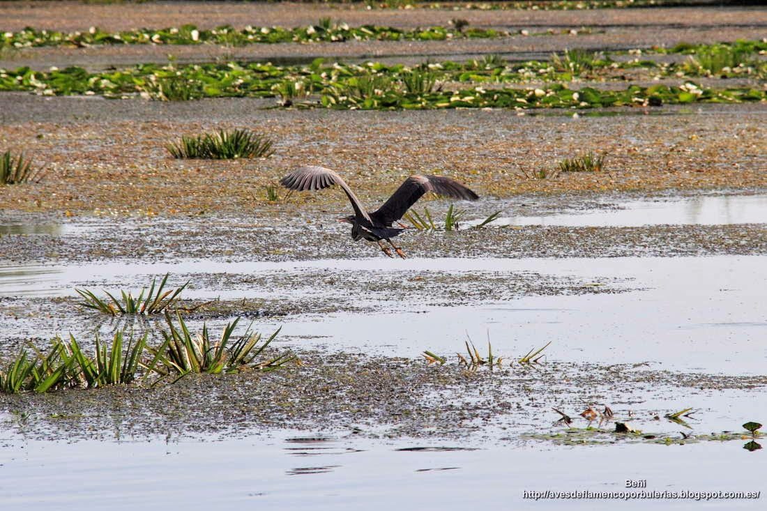 Garza imperial, purple heron, Ardea purpurea