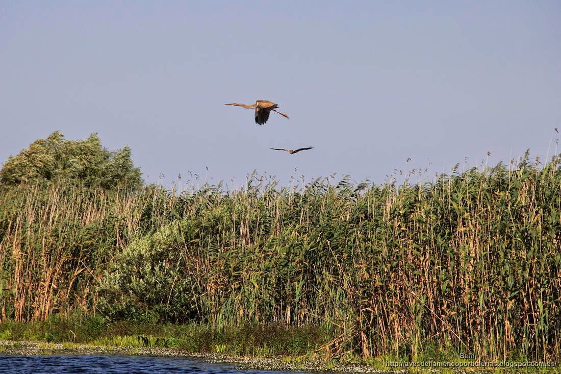 Garza imperial, purple heron, Ardea purpurea