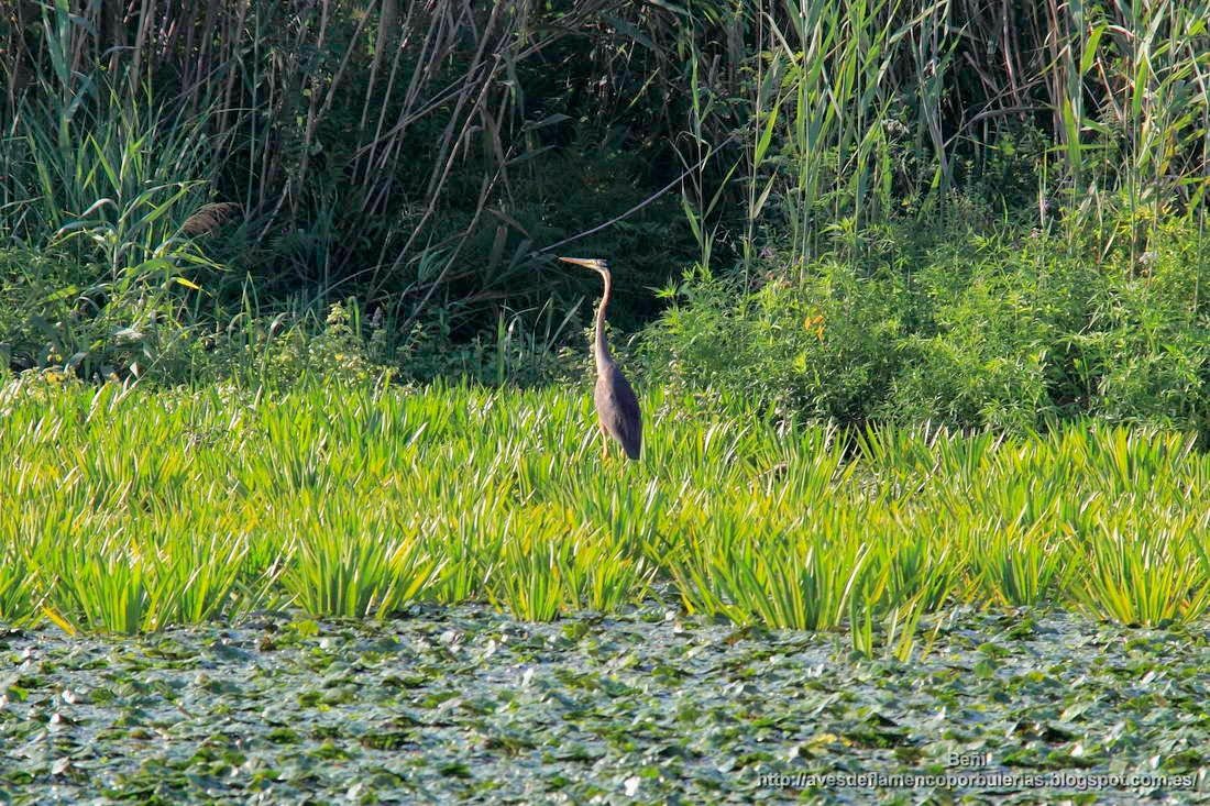 Garza imperial, purple heron, Ardea purpurea
